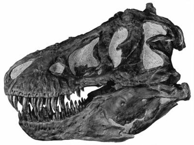 Profile view of a skull (AMNH 5027). The largest known Tyrannosaurus rex.